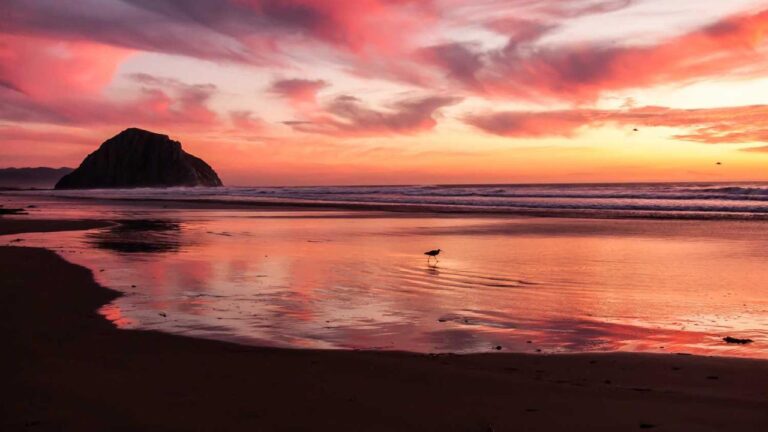 Is 11Xplay Id Login Available On Ios Devices?